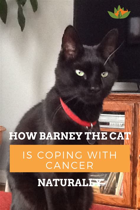 Pin By Nhv Natural Pet Products On Keeping Your Cat Healthy Cancer