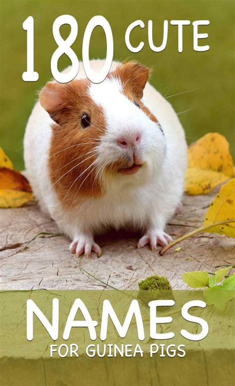 Cute Guinea Pig Names 200 Unique Names To Choose From