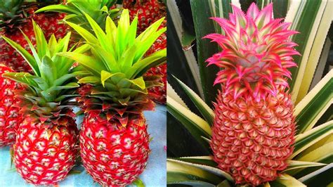 Red Pineapple Farming How To Grow Red Pineapple Plant At Home Youtube