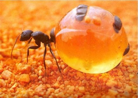 How To Get Rid Of Honeypot Ants