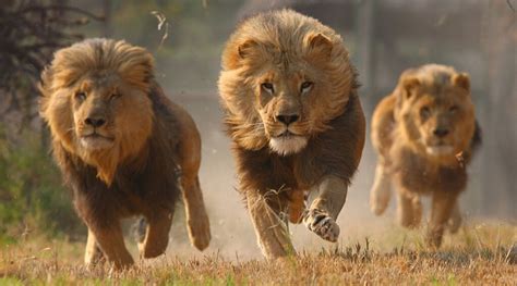 Vitesse Du Lion And Lion Royaume