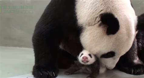 Baby Panda Reunites With Mom After Month Apart