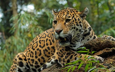Jaguar Animals Wallpapers Wallpapers Hd Desktop And Mobile Backgrounds