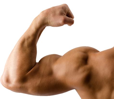 Muscles Clipart Muscle Arm Muscles Muscle Arm Transparent