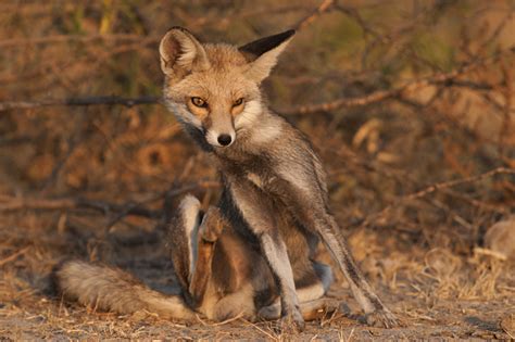Fox tv türkiye, ilk olarak tgrt'nin eski frekansını devralarak yayın hayatına 2007 yılında başlamıştır. In search of a Desert Fox in Little Rann of Kutch | Walk ...