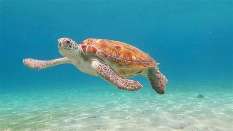 Swimming Green Sea Turtle And Stock Footage Video 100