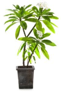 Can be grown as an annual. Growing Plumeria: Care Tips for Frangipani Tree | Plumeria ...