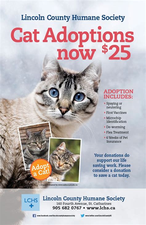 In order to place a hold on an animal, you must visit with the animal in person. cat adoptions $25 | Humane society, Cat adoption, Adoption