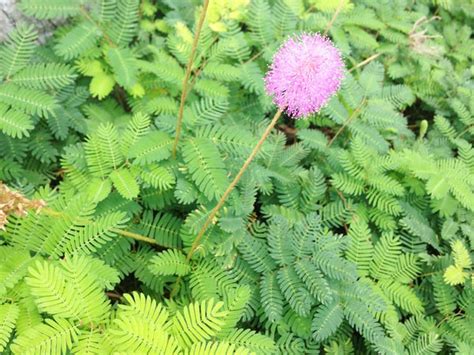 Shameplant Mimosa Pudica Care Growing Watering