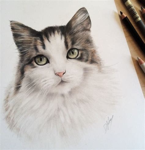 Our animal habitats powerpoint is a great starting point and will enable your child to gain a greater understanding of the world around them and the diverse nature of the animal kingdom. Cute Animal Pencil Drawings by British Artist Danielle Fisher | Animal drawings, Animals drawing ...