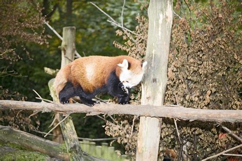 Red Panda Dublin Zoo The Red Panda Ailurus Fulgens Lati Flickr