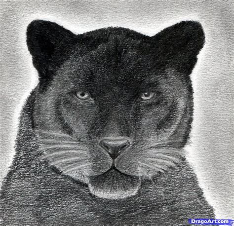Realistic Black Panther Drawing Animal Black Leopard Colored Pencil