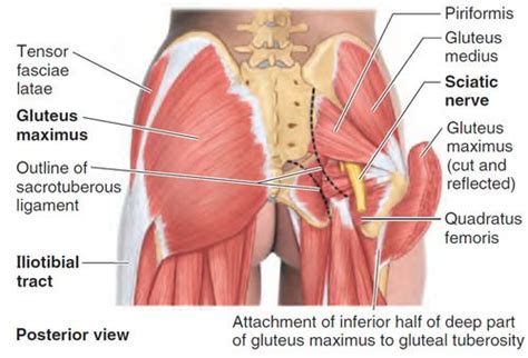 Glutes is a trimmed version of glut (gl utility toolkit). from https://quizlet.com/45346202/clinical-anatomy-lower ...