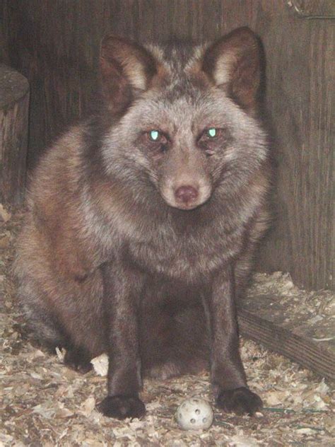 Favorite Fox Color Morphs Topics On Exotic Domestic Farm And