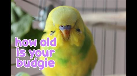 💡 How Old Is Your Budgie 💡 Youtube