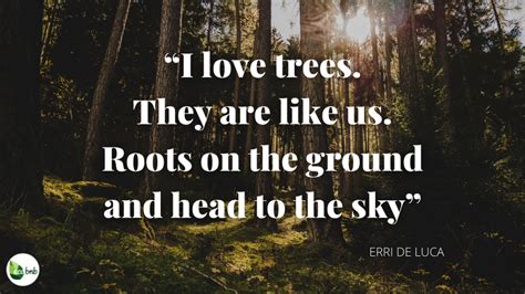 The Best Quotes On Trees And Forests Ecobnb