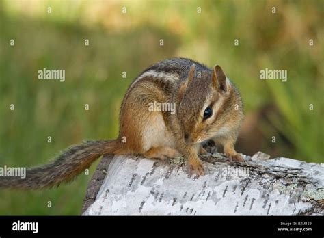 Eastern Chipmunk Stock Photo Alamy