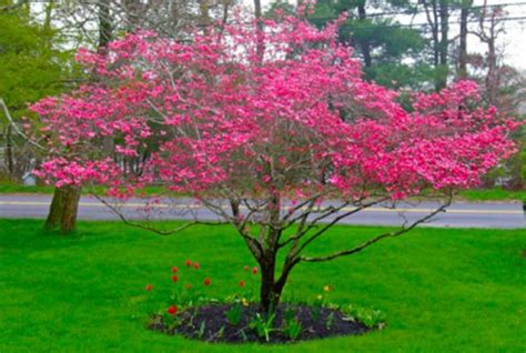 Flowering dogwood (cornus florida) is one of the best trees you can plant in your yard. Beautiful Flowering Tree Ideas For Your Home Yard 2327 ...