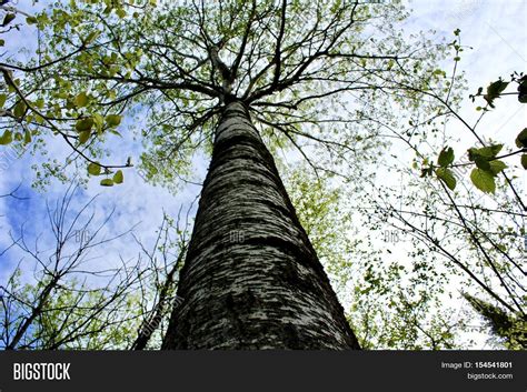 Worms Eye View Tree Image And Photo Free Trial Bigstock