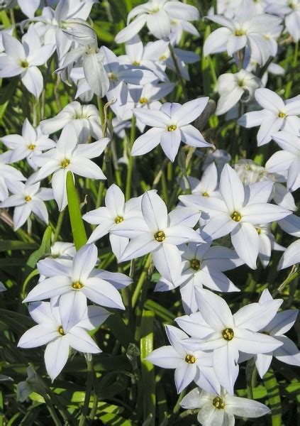 If white flowers are lost in your snowy garden, consider the winter aconite, eranthis hyemalis, which produce planting bulbs under a lawn doesn't take any special skill; 10 Uncommon Bulbs to Plant in the Fall | Chicken Scratch NY