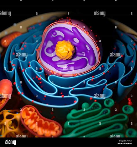 Cell Nucleus Illustration Stock Photo Alamy