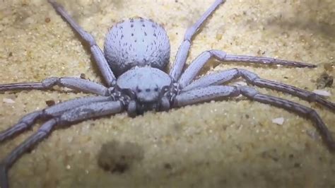 Adult Female Sicarius Terrosus Six Eyed Sand Spider Real Or Fake