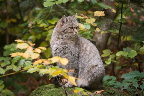 What Did Cats Eat In The Wild Cat Meme Stock Pictures And Photos