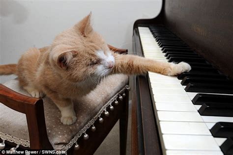 Pudicat Blog Meet Stevie Wonder The Blind Piano Playing Cat