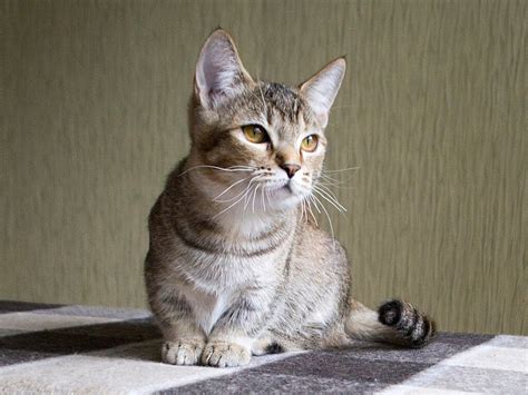 Small Cat Breeds 6 Breeds That Stay Small Wildernesscat