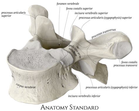 The thoracic vertebrae increase in size from t1 through t12. Typical Thoracic Vertebra