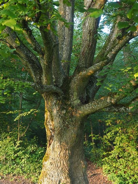 Free Photo Tree Aesthetic Branches Log Free Image On Pixabay 766140
