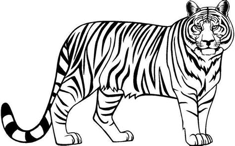 Tiger Clip Arts Images Free Download Black And White Background Tiger