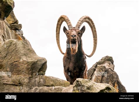 One Great Siberian Ibex Stock Photo Alamy