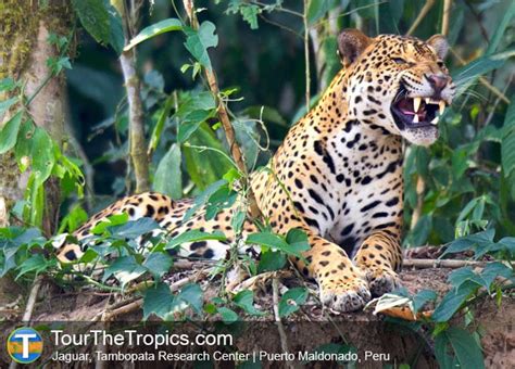 The Top 10 Amazon Tours In Peru