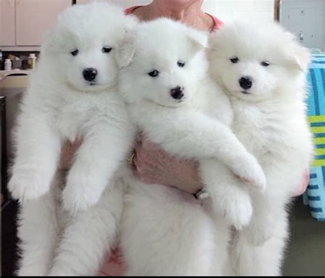 Puppies are cute, and bear cubs are cute, but puppies that look like bear cubs. Samoyed Puppies For Sale | Los Angeles, CA #344261