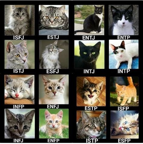 Types Of Cats And Personalities