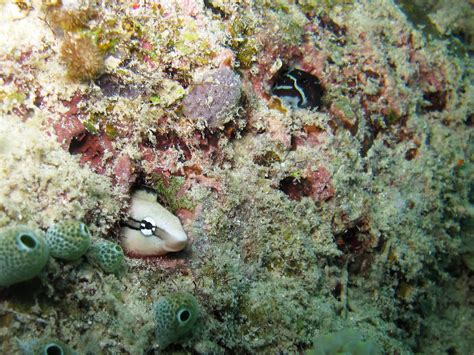 Img1242 False Cleanerfish Aspidontus Taeniatus Bottom Flickr