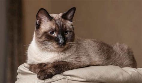 15 Facts About Tortie Point Siamese Cat Tortoiseshell Siamese My