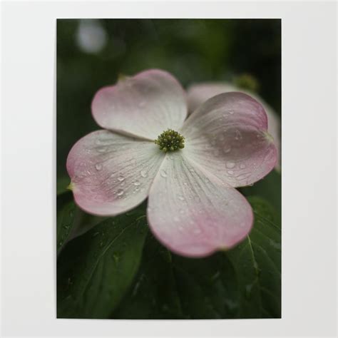 Stellar Pink Flowering Dogwood Tree With Raindrops Poster By Holly