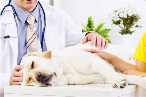Prostate Cancer Adenocarcinoma In Dogs Symptoms Causes Diagnosis
