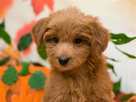 Find mini goldendoodle in dogs & puppies for rehoming | 🐶 find dogs and puppies locally for sale or adoption in ontario : Visit Our Mini Goldendoodle Puppies for Sale near Fountain ...