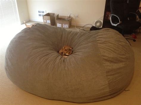 bean bag couch  dog thinks