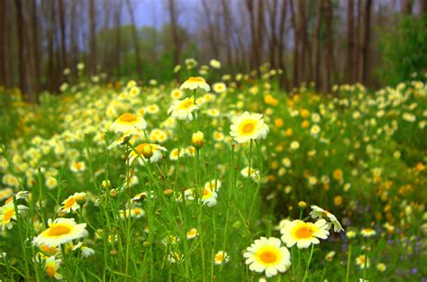 Free Photo Fields Of Flowers Bloom Closeup Color Free Download