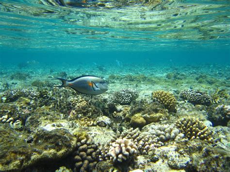 Protección De Arrecifes De Coral En Ecuador Cnp Ecuador