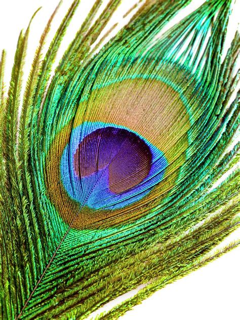 Peacock Feather 1 By Science Photo Library
