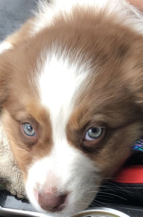 Red Tri Green Eyes Penny Cute Baby Puppies Red Tri Australian