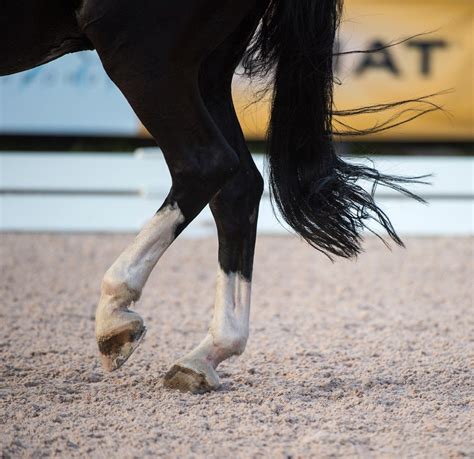 How Does Hock Condition Affect A Dressage Horses Performance