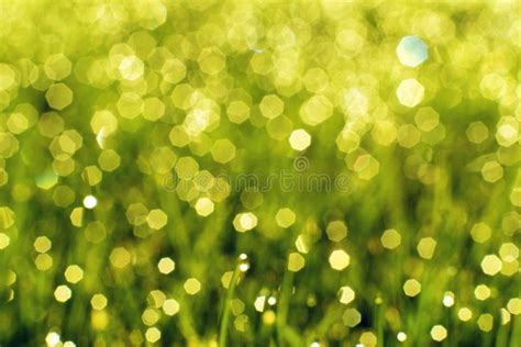Sunny Abstract Green Nature Background Stock Photo Image Of Bokeh