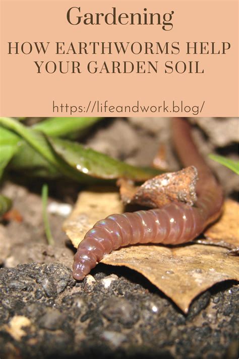 How Earthworms Help Your Garden Soil