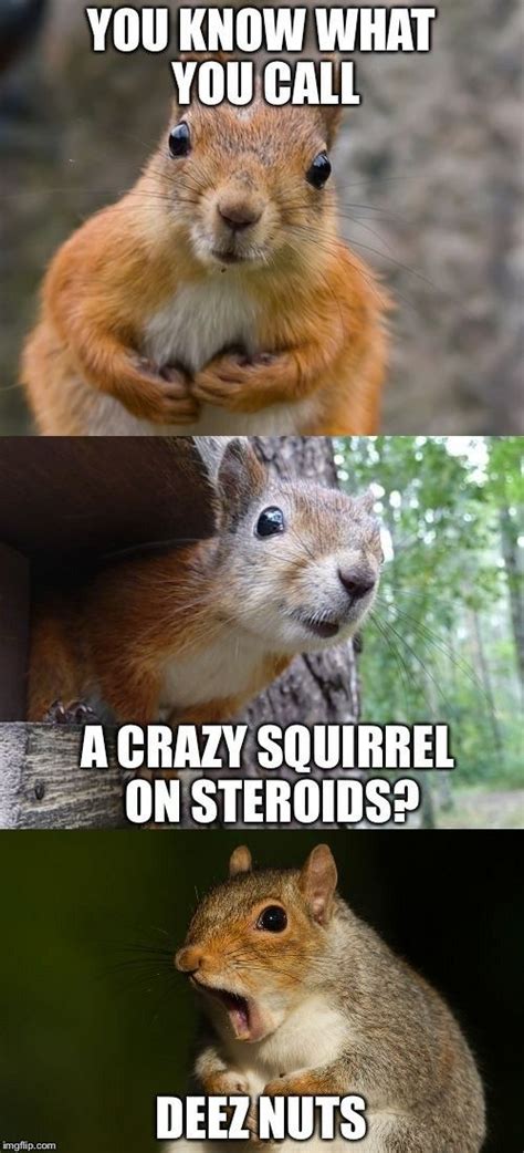 Squirrel Puns Squirrels Beer Puns Funny Images Funny Pictures